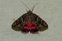 Catocala sponsa
