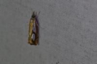 Catoptria pinella