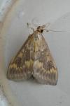Ostrinia nubilalis