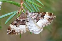 Xanthorhoe biriviata