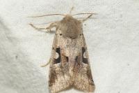 Orthosia gothica