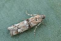 Pempelia palumbella