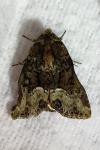 Oligia strigilis/versicolor