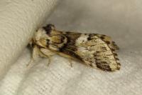 Drymonia dodonaea