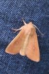 Mythimna albipuncta
