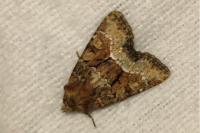 Oligia strigilis/versicolor