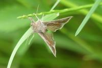 Macdunnoughia confusa
