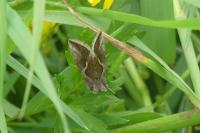 Macdunnoughia confusa
