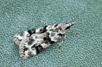 Eudonia delunella