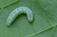 Operophtera brumata