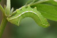 Amphipyra pyramidea