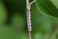 Diloba caeruleocephala