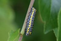 Diloba caeruleocephala