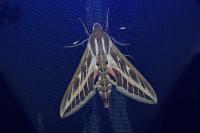 Hyles livornica