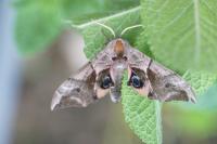 Smerinthus ocellatus ocellatus