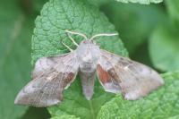 Laothoe populi