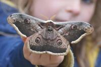 Saturnia pyri