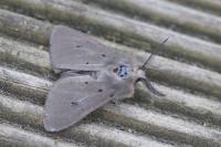 Diaphora mendica