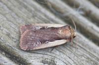 Ochropleura plecta