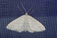 Idaea subsericeata