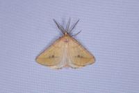 Aspitates ochrearia