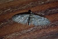 Eupithecia