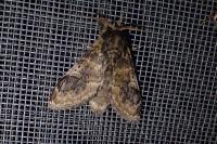Notodonta tritophus