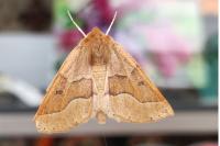 Crocallis tusciaria