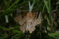 Selenia lunularia