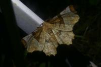 Selenia lunularia