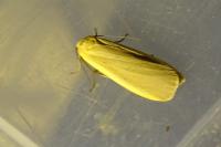 Collita griseola
