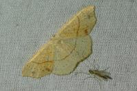 Cyclophora punctaria