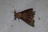 Dendrolimus pini pini