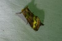 Diachrysia chrysitis