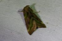 Diachrysia chrysitis