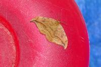 Drepana falcataria