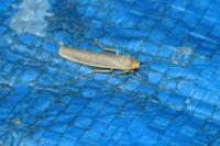 Eilema caniola