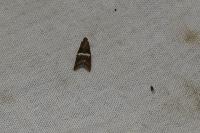 Elegia similella