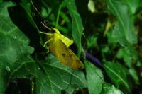 Ennomos alniaria