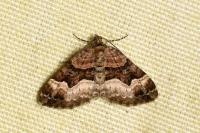 Xanthorhoe biriviata