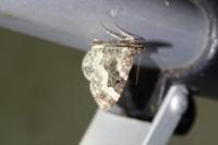 Epirrhoe alternata