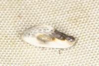 Cilix glaucata