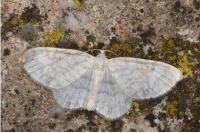 Asthena albulata