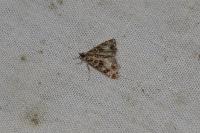 Eudonia mercurella