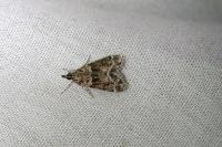 Eudonia mercurella