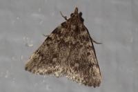 Aglossa pinguinalis