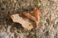 Selenia tetralunaria