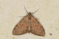 Thera obeliscata obeliscata