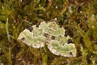 Colostygia pectinataria