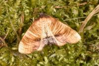 Plagodis dolabraria